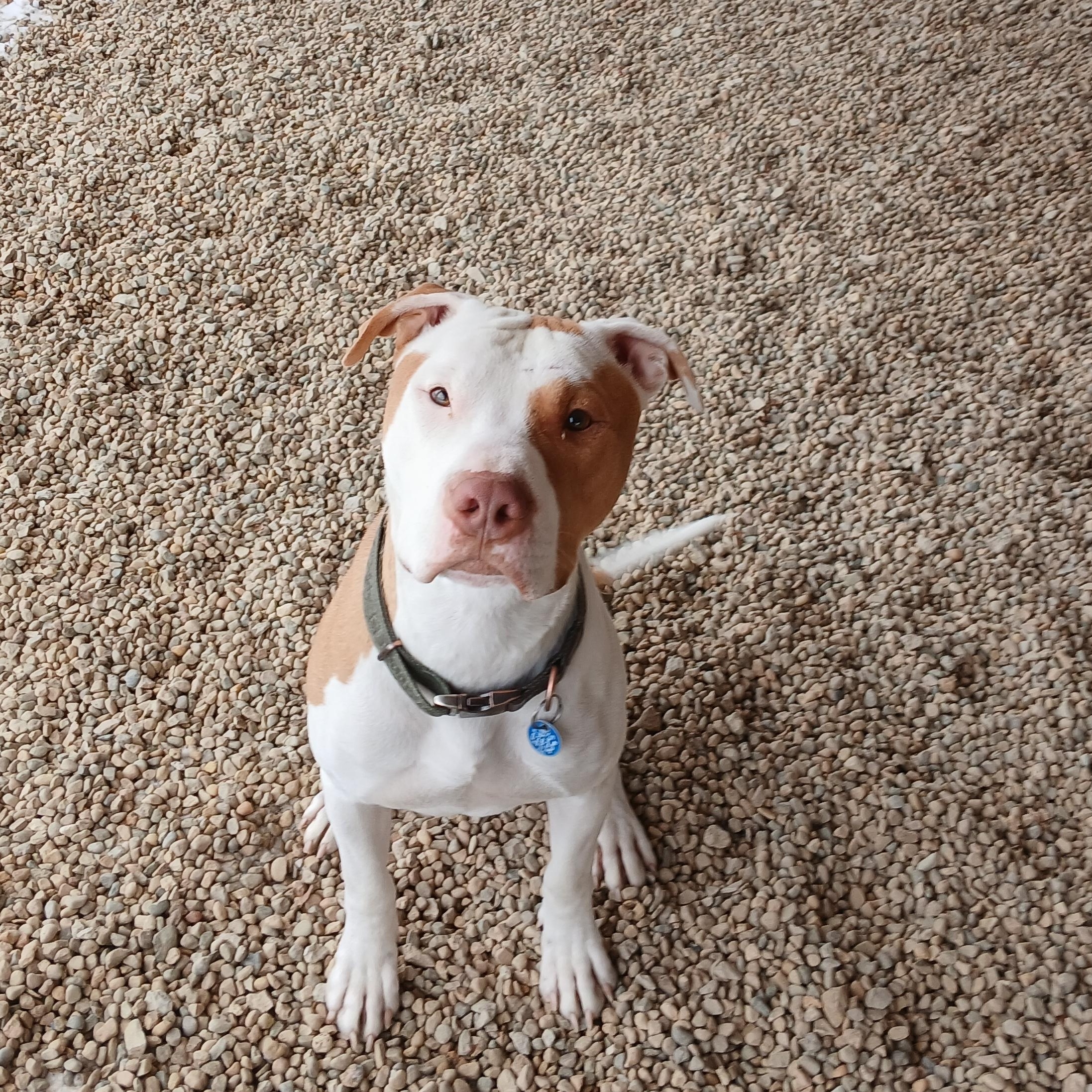 Ronan, Adoptable, Adult Male Pit Bull Terrier.