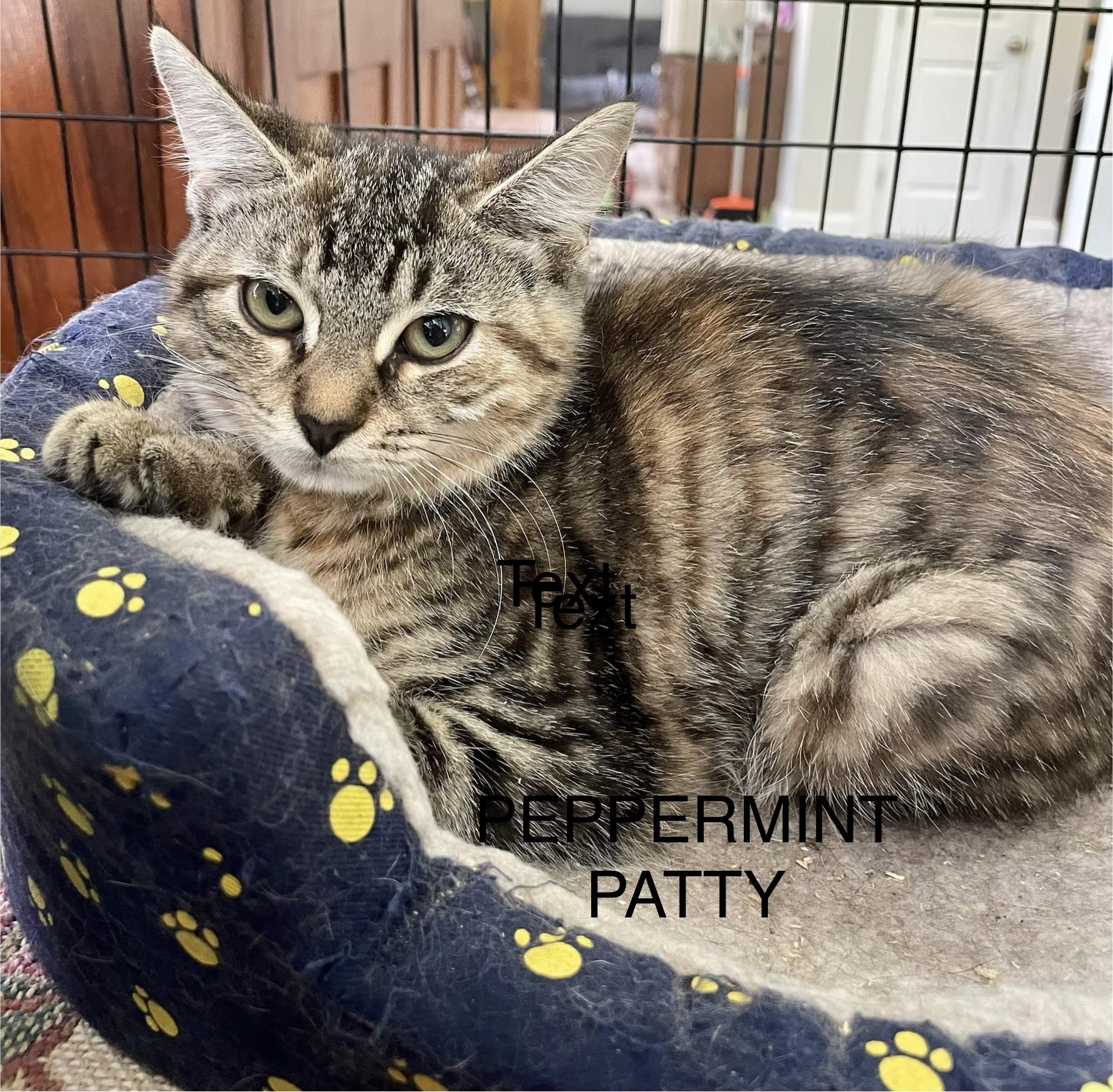 Peppermint Patty, Adoptable, Young Female Domestic Short Hair.