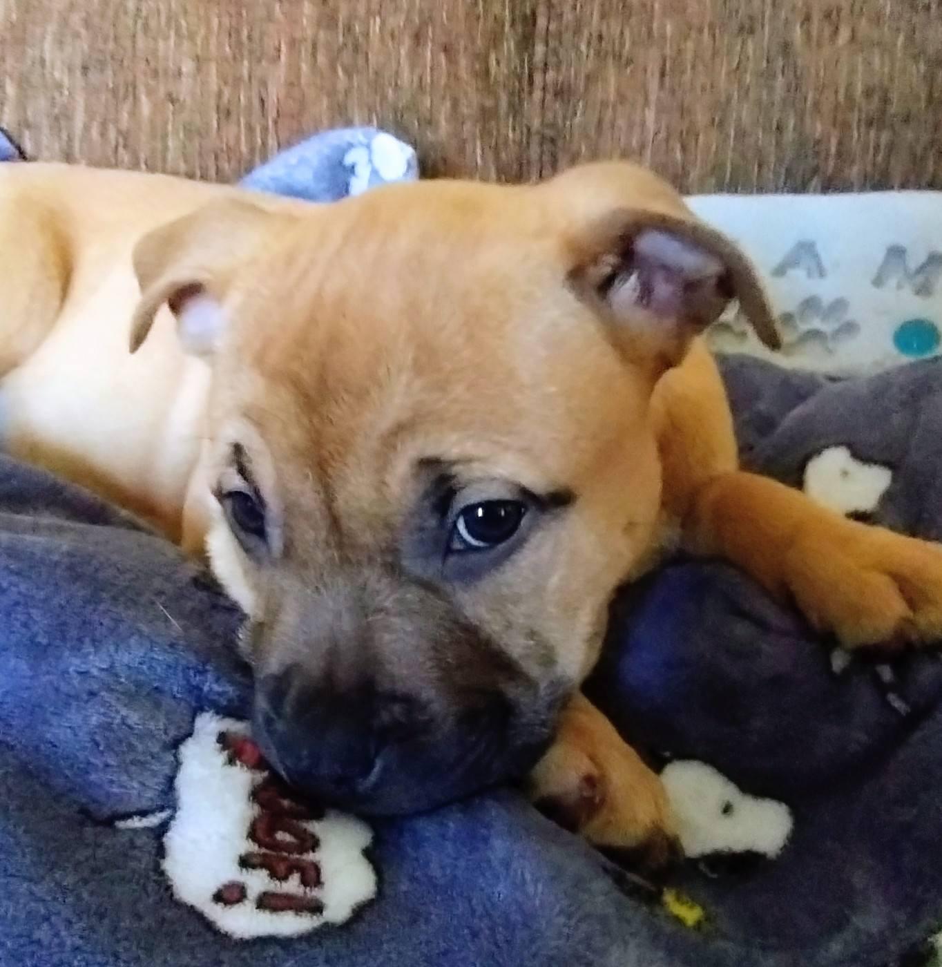 Enlarge Figs, a Adoptable mixed breed in East Sparta, OH image 5/6