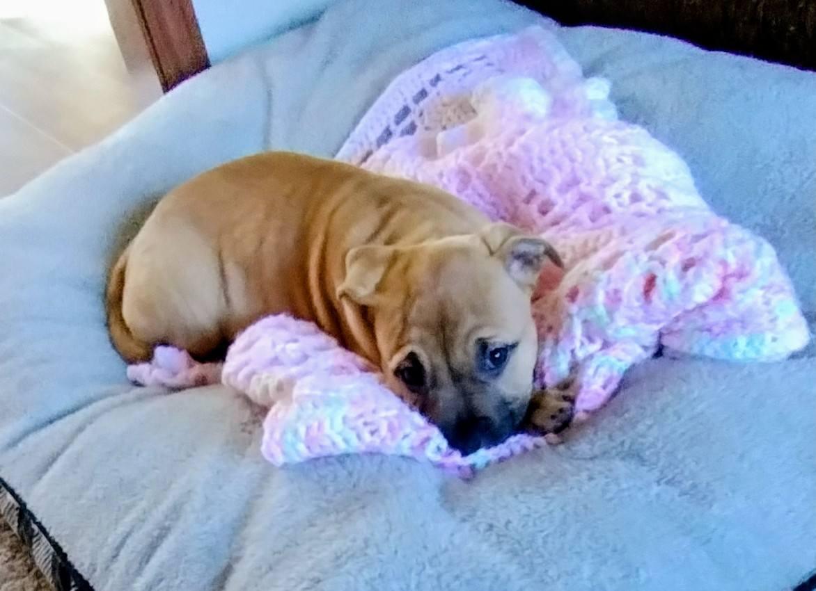 Enlarge Figs, a Adoptable mixed breed in East Sparta, OH image 2/6