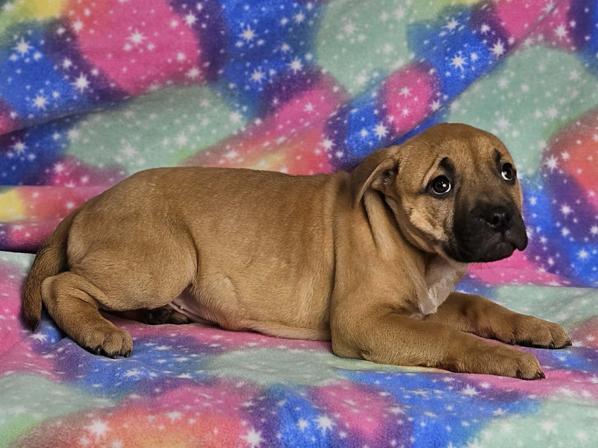 Enlarge Figs, a Adoptable mixed breed in East Sparta, OH image 6/6