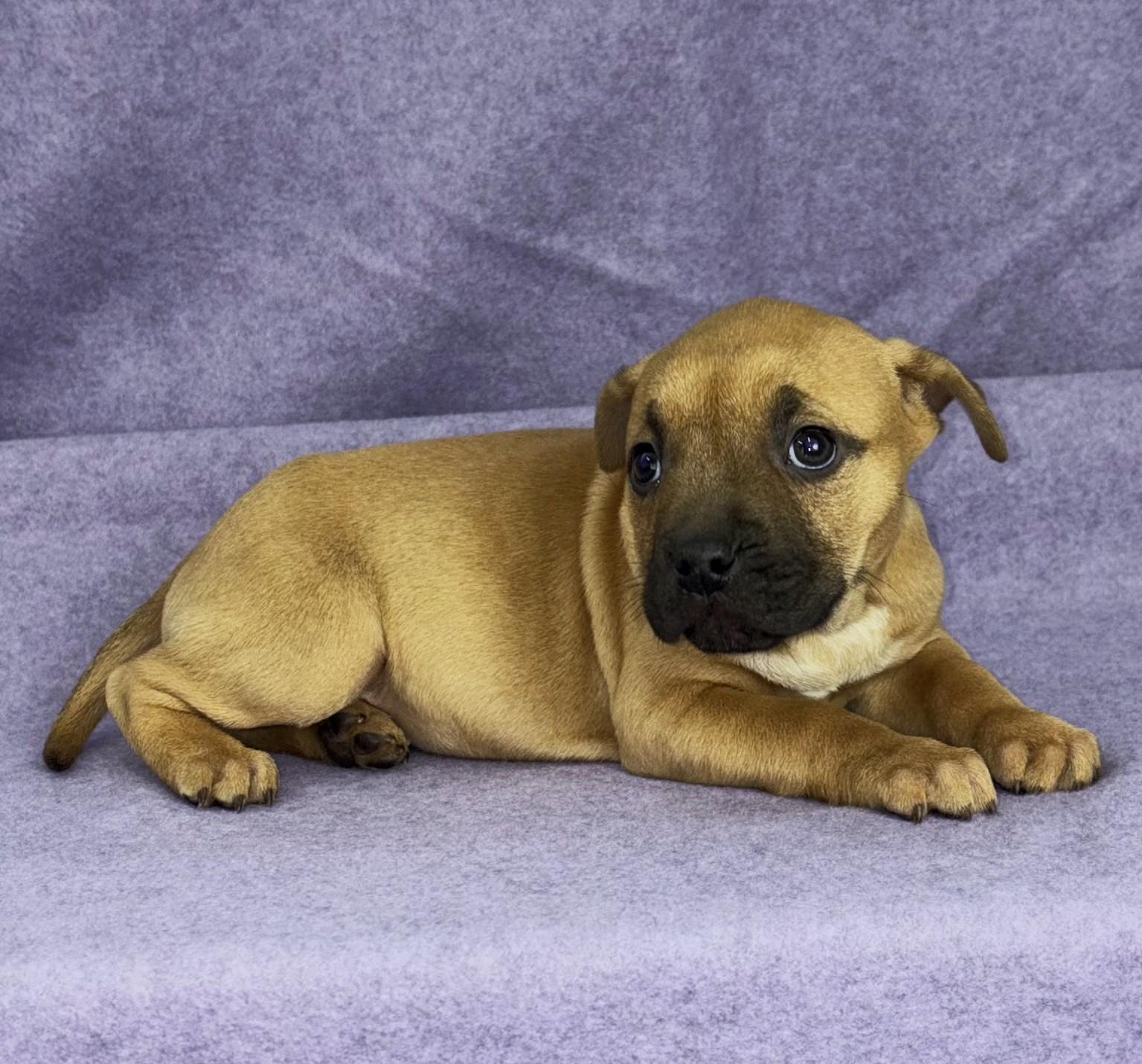 Figs, Adoptable, Puppy Female Shar-Pei & Pit Bull Terrier.