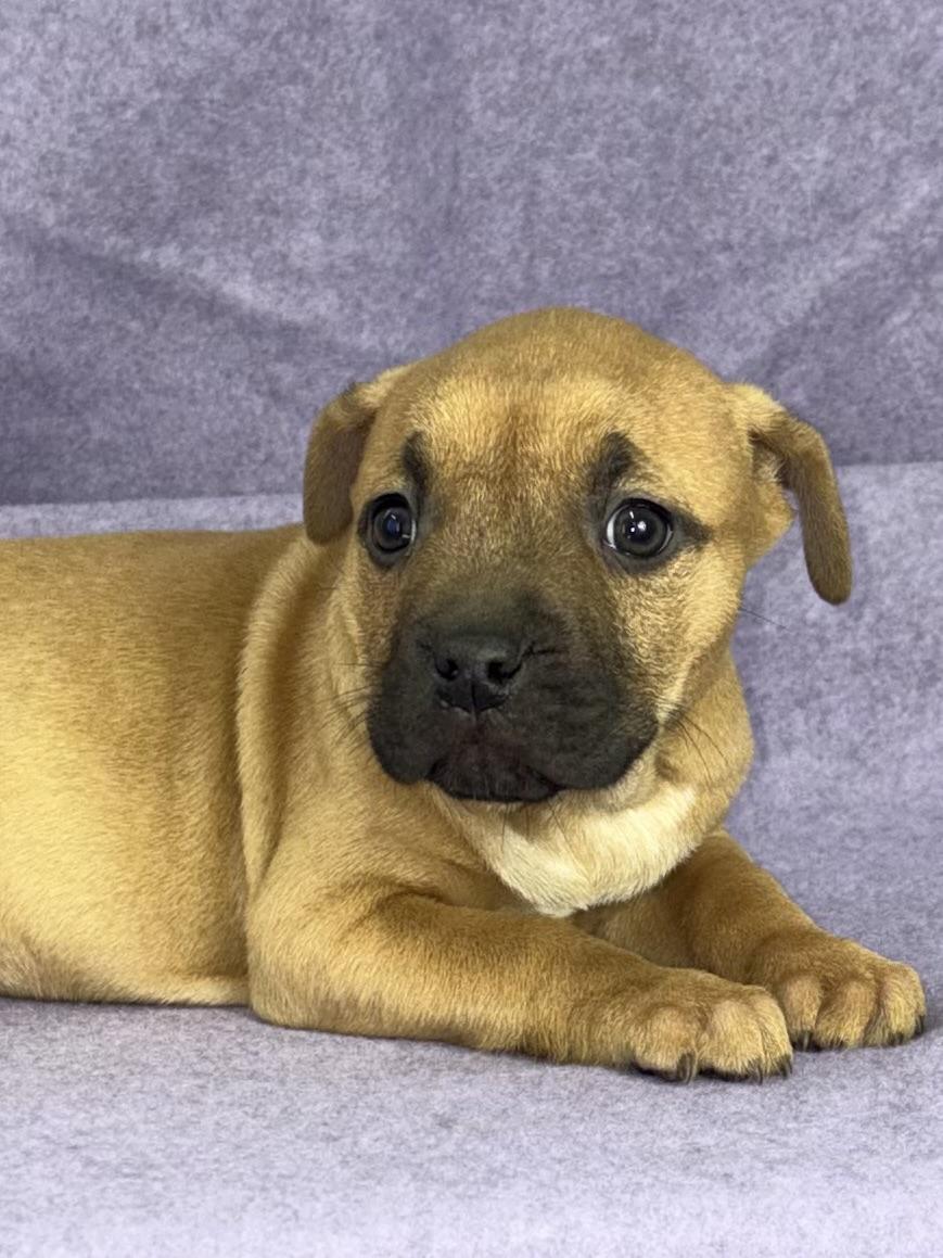 Enlarge Figs, a Adoptable mixed breed in East Sparta, OH image 2/2