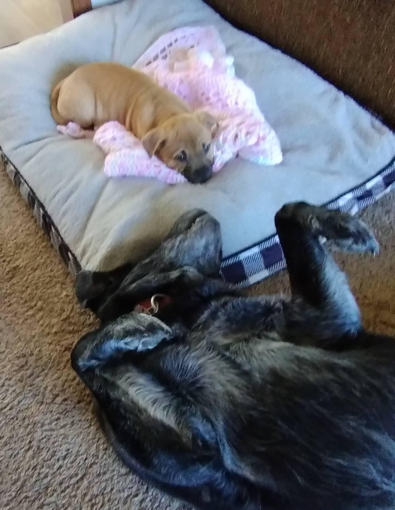 Enlarge Figs, a Adoptable mixed breed in East Sparta, OH image 3/6