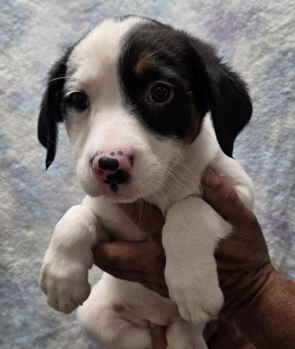 Olive, Adoptable, Puppy Female Australian Shepherd & Border Collie.