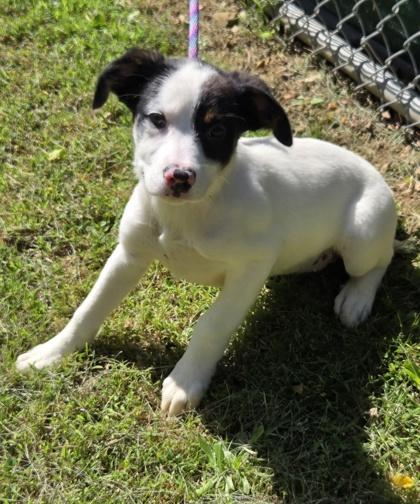 Enlarge Olive, a Adoptable mixed breed in Malvern, PA image 2/2