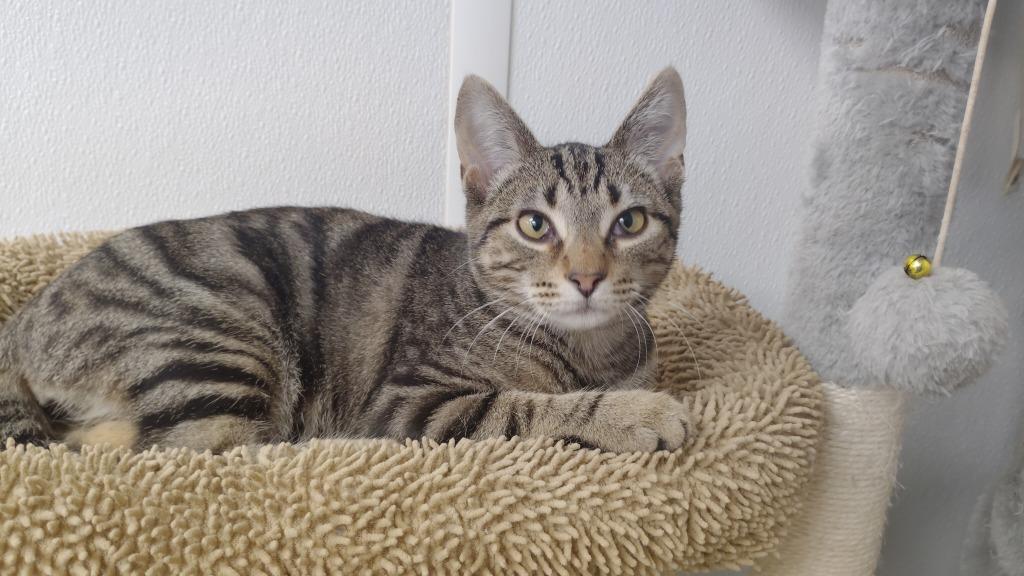 Enlarge Little Roo, a Adoptable mixed breed in Corpus Christi, TX image 1/2