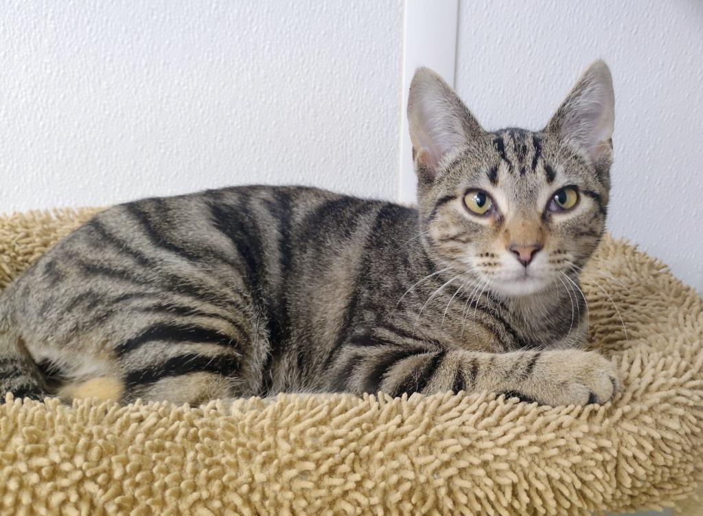 Enlarge Little Roo, a Adoptable mixed breed in Corpus Christi, TX image 2/2