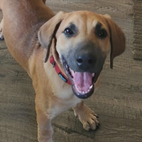 Enlarge Stormi (#392), a Adoptable mixed breed in Twin lakes, WI image 2/2