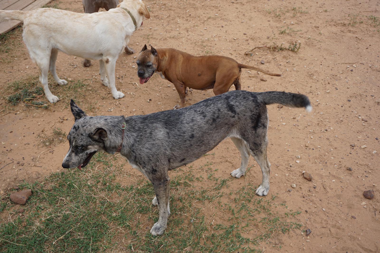 Lila, Adoptable, Young Female Catahoula Leopard Dog.