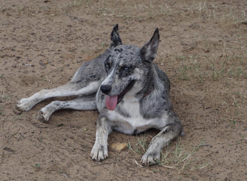 Enlarge Lila, a Adoptable mixed breed in Bigfoot, TX image 2/10