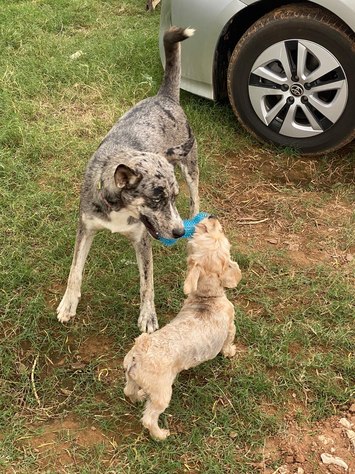 Enlarge Lila, a Adoptable mixed breed in Bigfoot, TX image 3/10