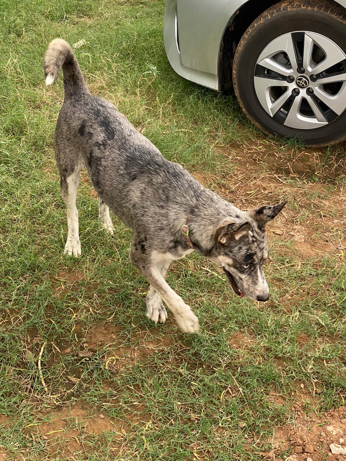 Enlarge Lila, a Adoptable mixed breed in Bigfoot, TX image 4/10