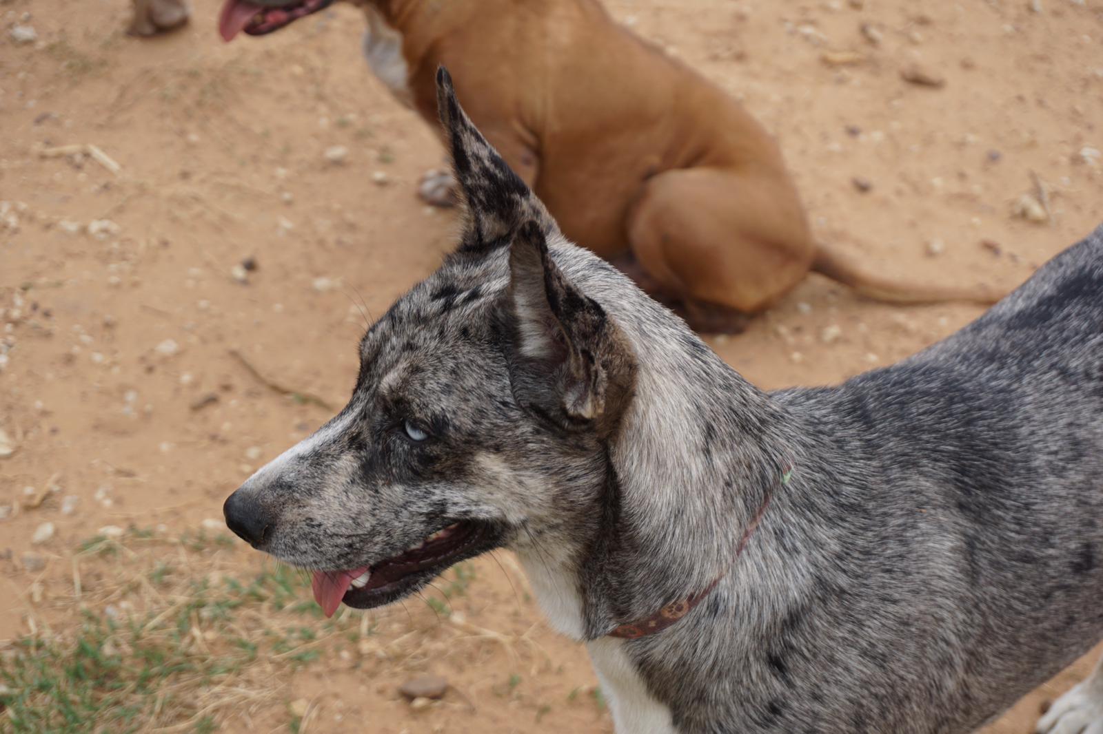 Enlarge Lila, a Adoptable mixed breed in Bigfoot, TX image 5/10