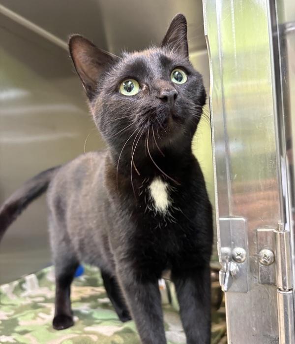 Sissy, Adoptable, Adult Female Domestic Short Hair.