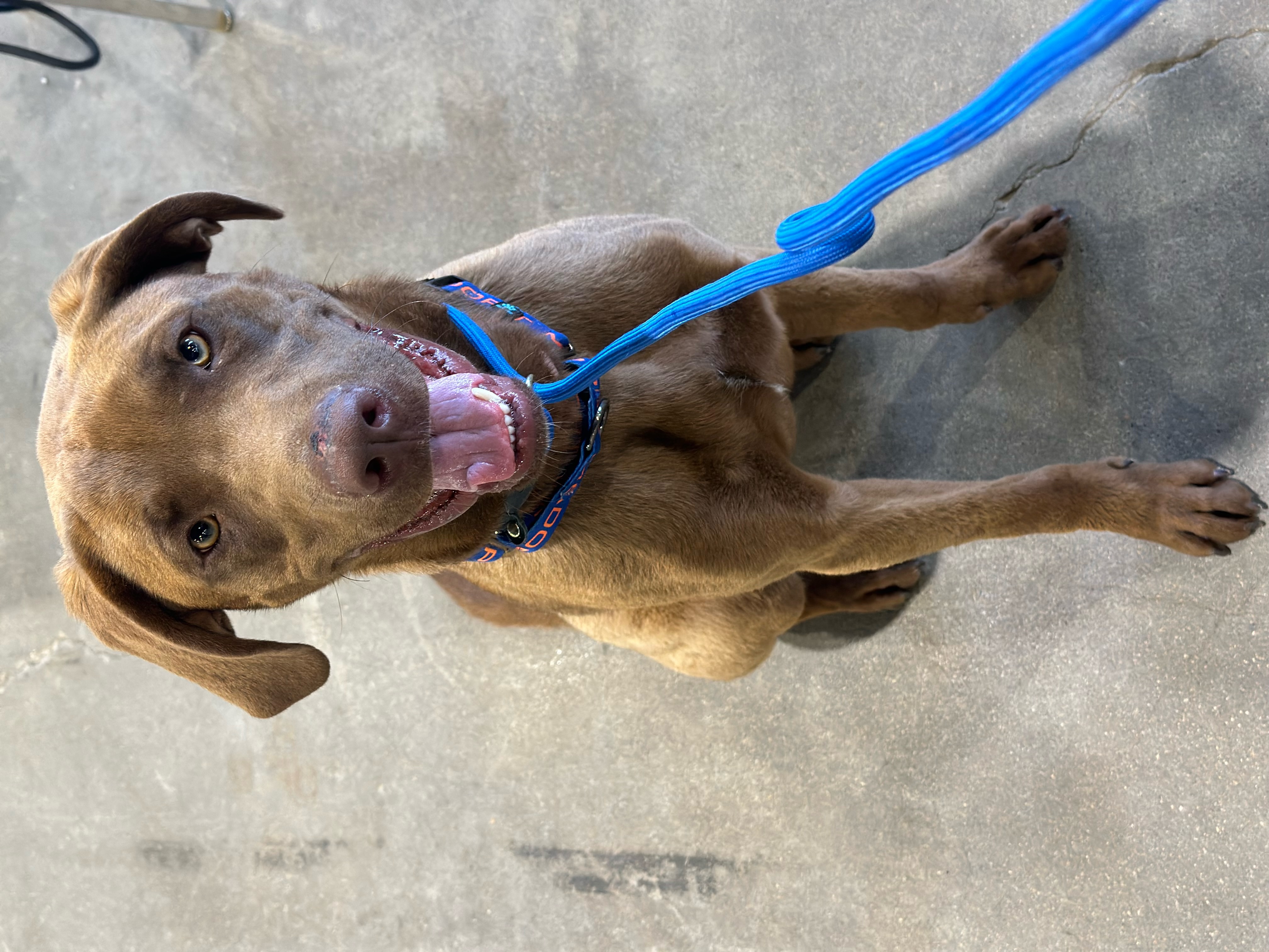 Dog for adoption Yogi, a Chocolate Labrador Retriever in Lawrenceburg