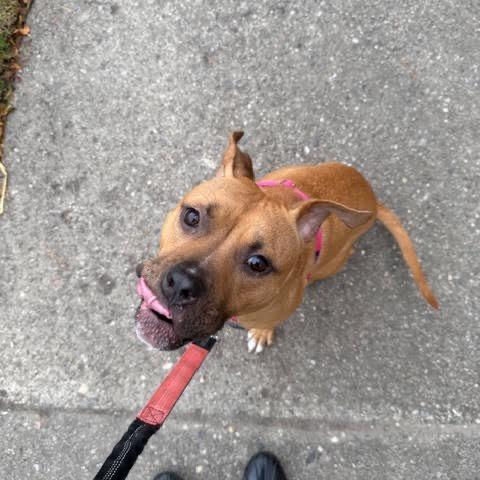 Sweet Potato, Adoptable, Young Female Labrador Retriever & Mixed Breed.