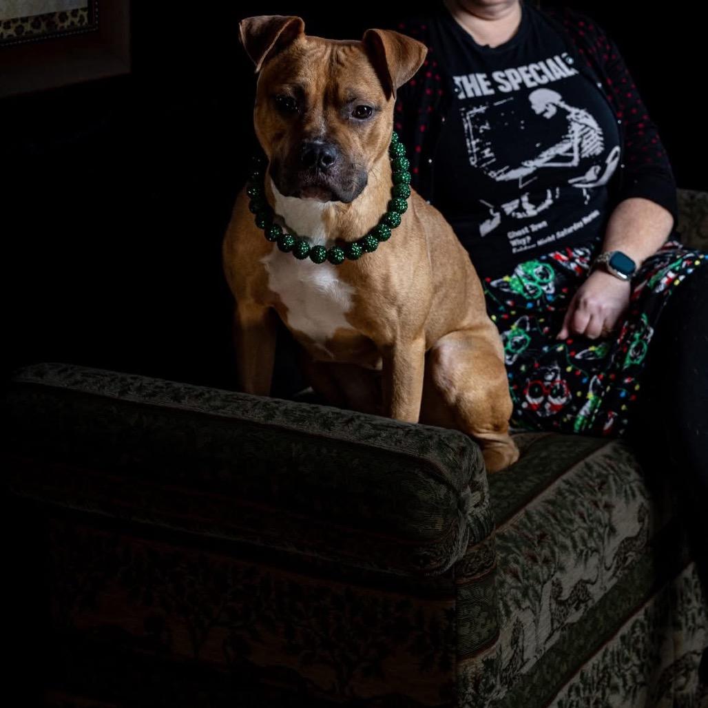 Enlarge Sweet Potato, a Adoptable mixed breed in Ferndale, MI image 2/6