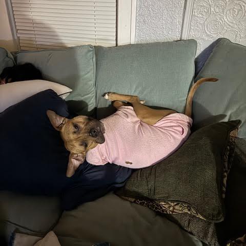 Enlarge Sweet Potato, a Adoptable mixed breed in Ferndale, MI image 2/6