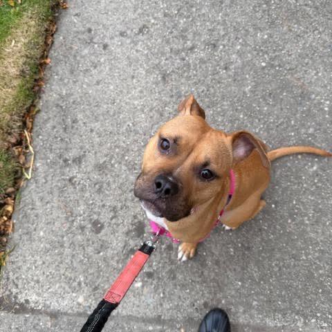 Enlarge Sweet Potato, a Adoptable mixed breed in Ferndale, MI image 4/6