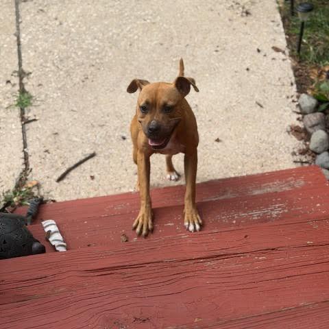 Enlarge Sweet Potato, a Adoptable mixed breed in Ferndale, MI image 5/6