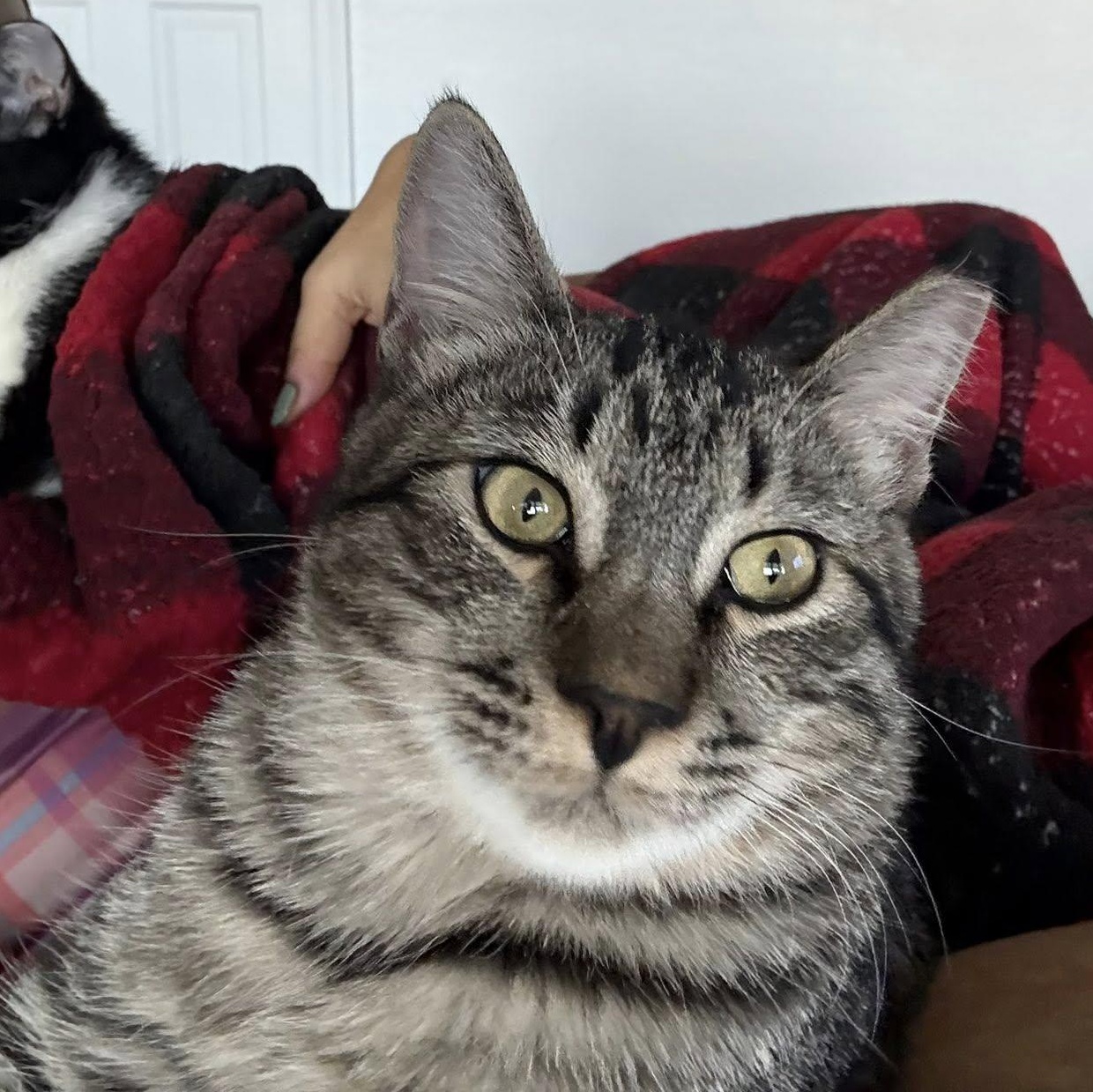 Enlarge Murphy, a ADOPTABLE Domestic Short Hair in Queen Creek, AZ image 2/6