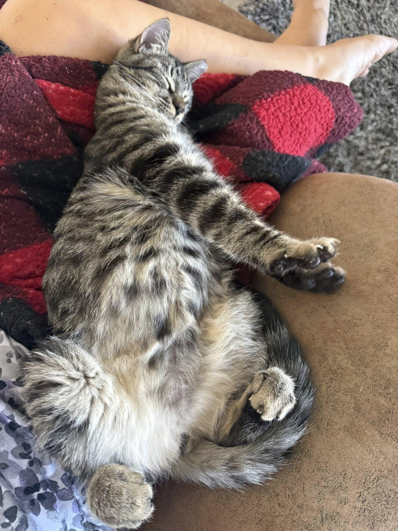 Enlarge Murphy, a ADOPTABLE Domestic Short Hair in Queen Creek, AZ image 3/6