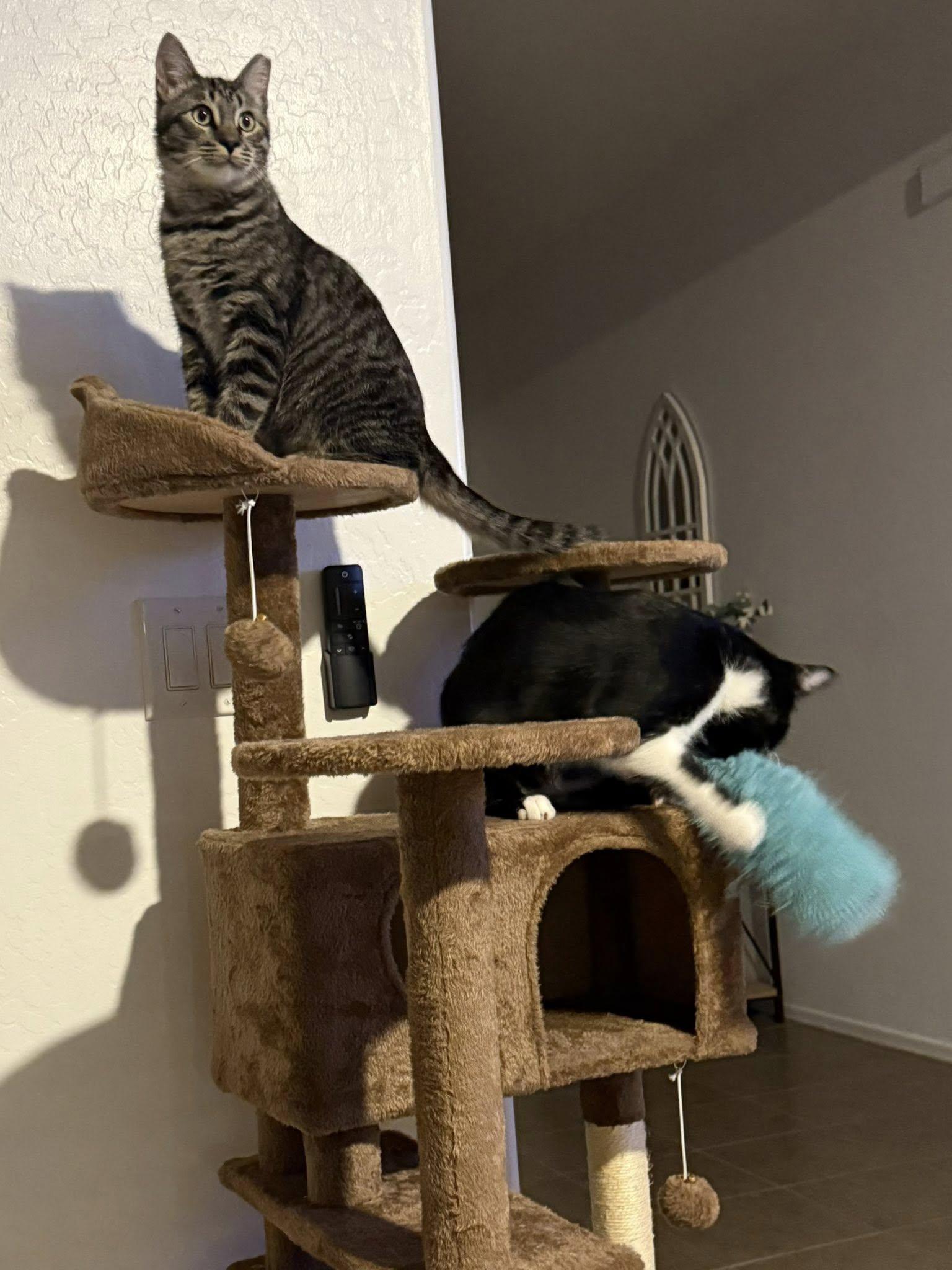 Enlarge Murphy, a ADOPTABLE Domestic Short Hair in Queen Creek, AZ image 5/6