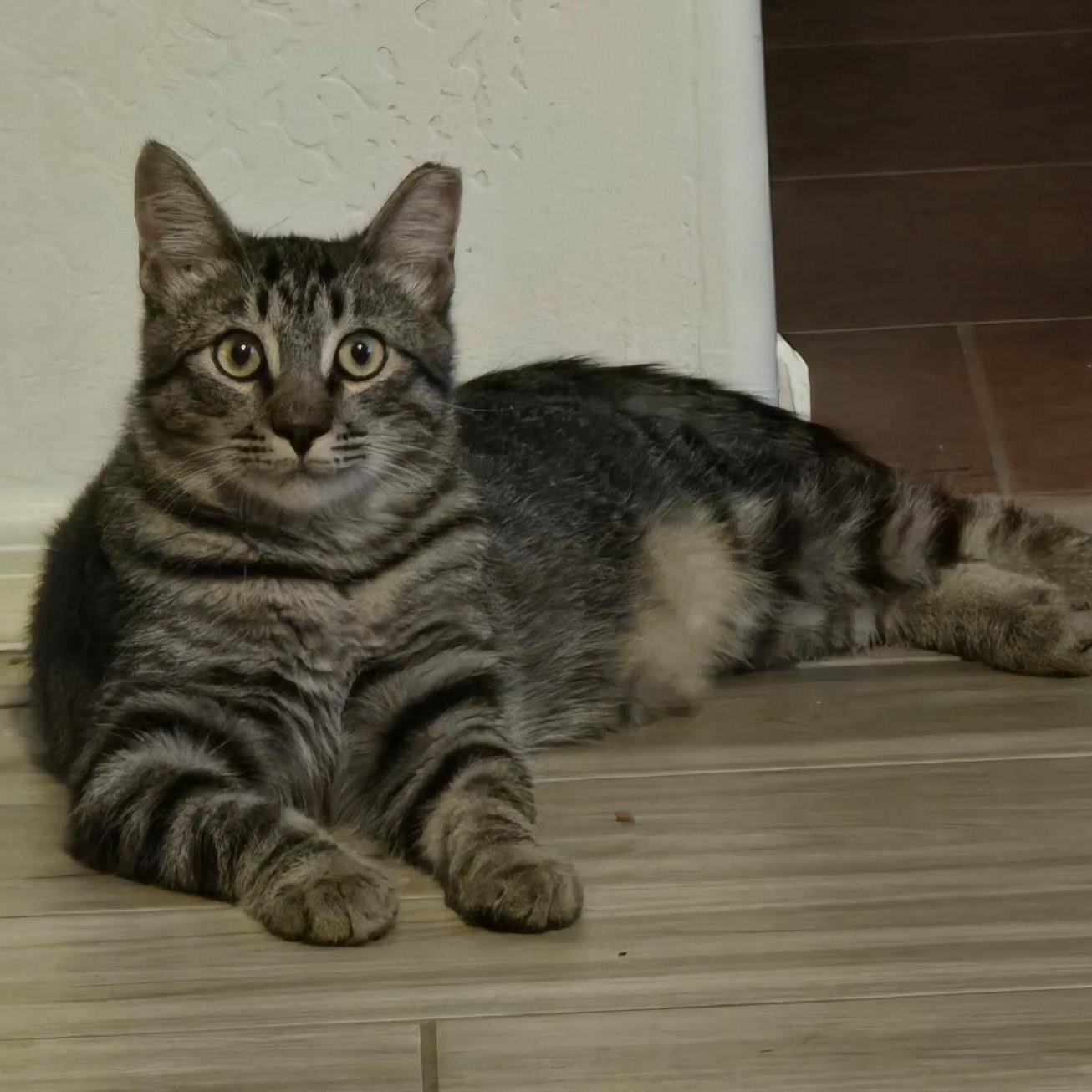 Murphy, ADOPTABLE, Kitten Male Domestic Short Hair.