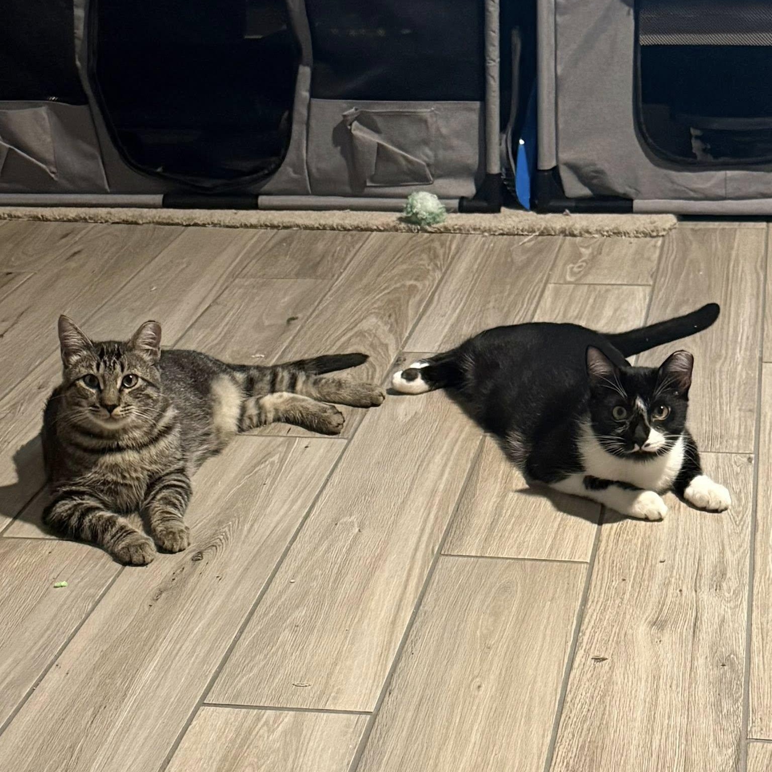 Enlarge Murphy, a ADOPTABLE Domestic Short Hair in Queen Creek, AZ image 6/6