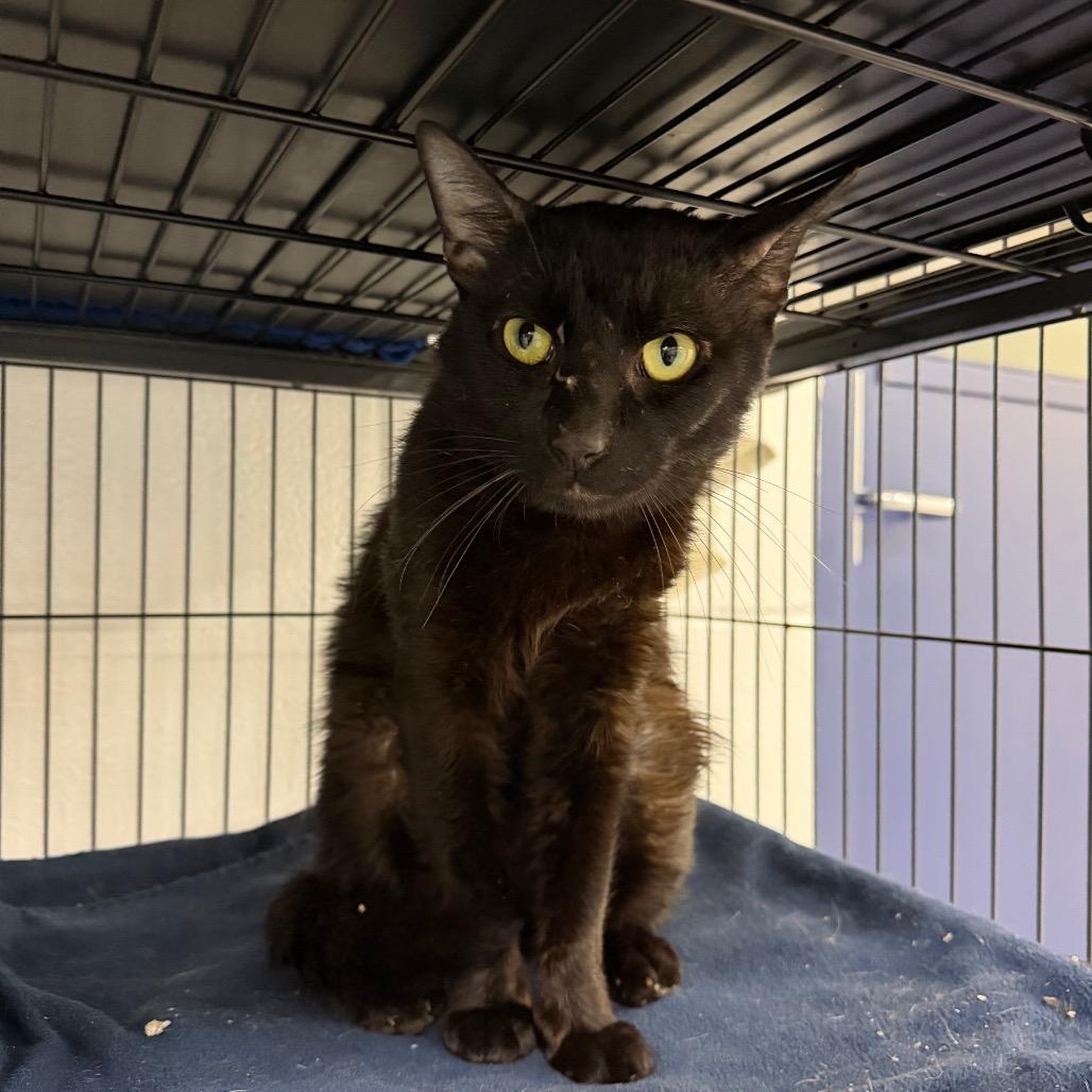 Tom, Adoptable, Adult Male Domestic Short Hair.