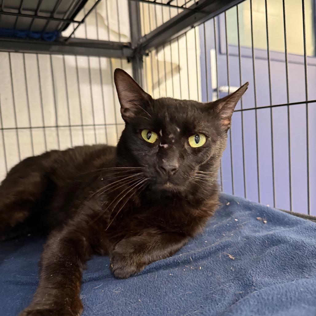 Enlarge Tom, a Adoptable Domestic Short Hair in Hampton Bays, NY image 2/6