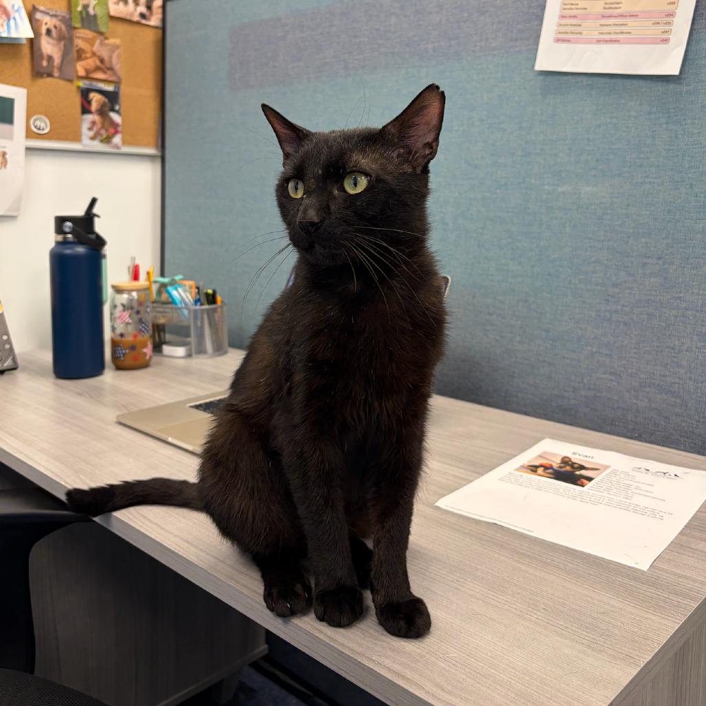 Enlarge Tom, a Adoptable Domestic Short Hair in Hampton Bays, NY image 3/6