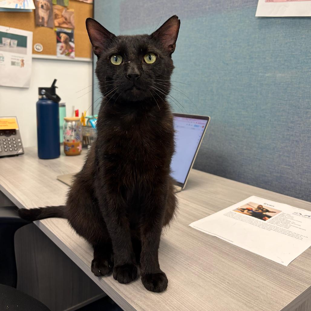 Enlarge Tom, a Adoptable Domestic Short Hair in Hampton Bays, NY image 4/6