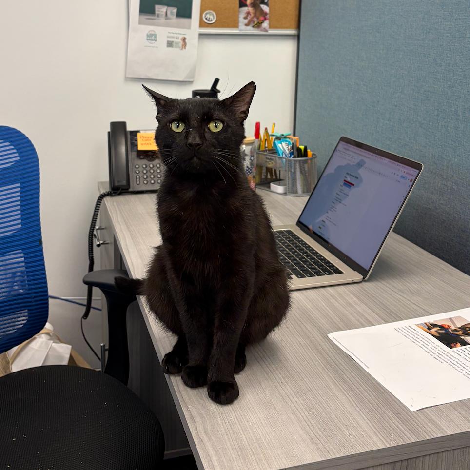 Enlarge Tom, a Adoptable Domestic Short Hair in Hampton Bays, NY image 5/6