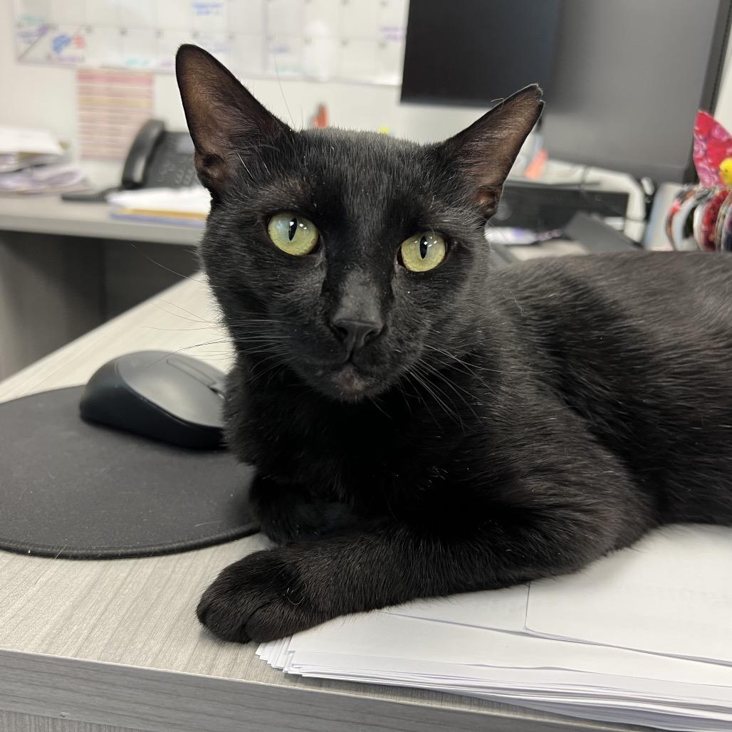 Enlarge Tom, a Adoptable Domestic Short Hair in Hampton Bays, NY image 6/6