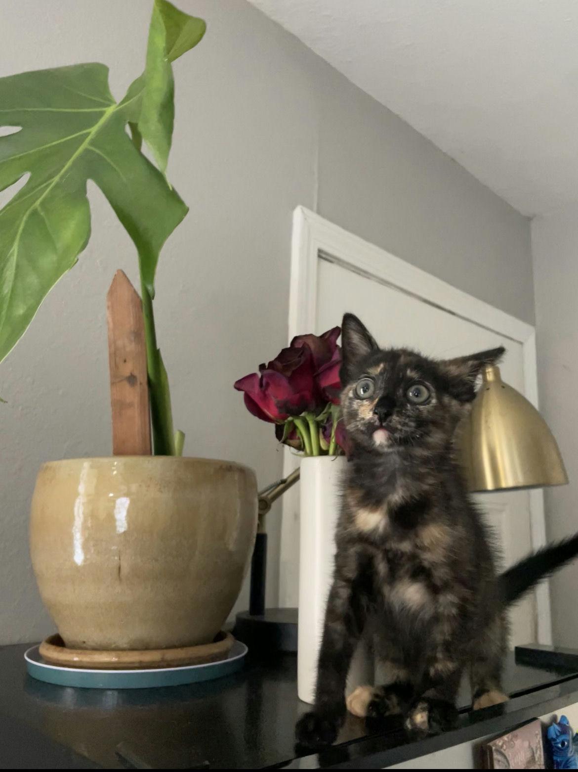 Zuri, Baby Female Domestic Short Hair