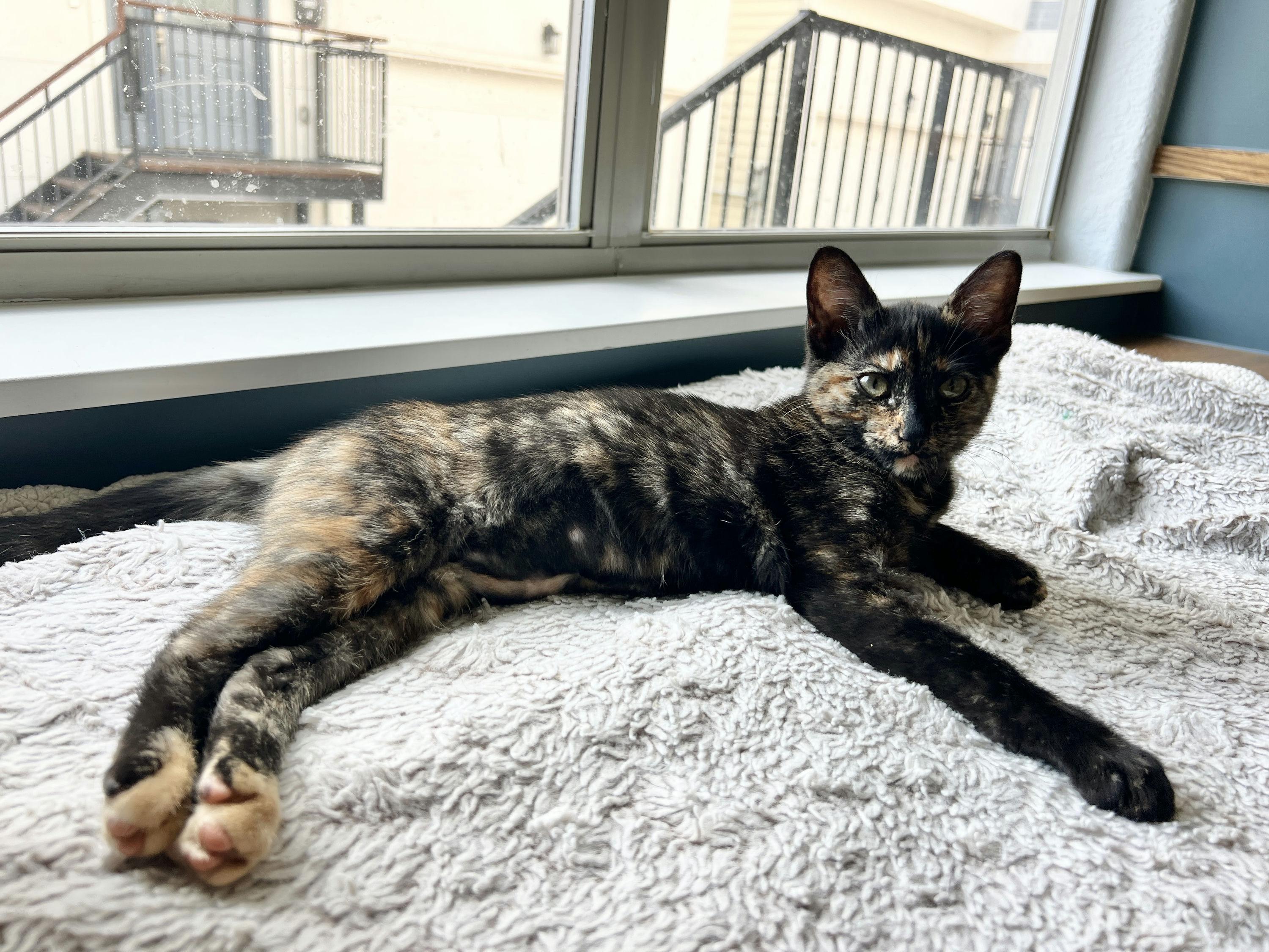 Zuri photo 2