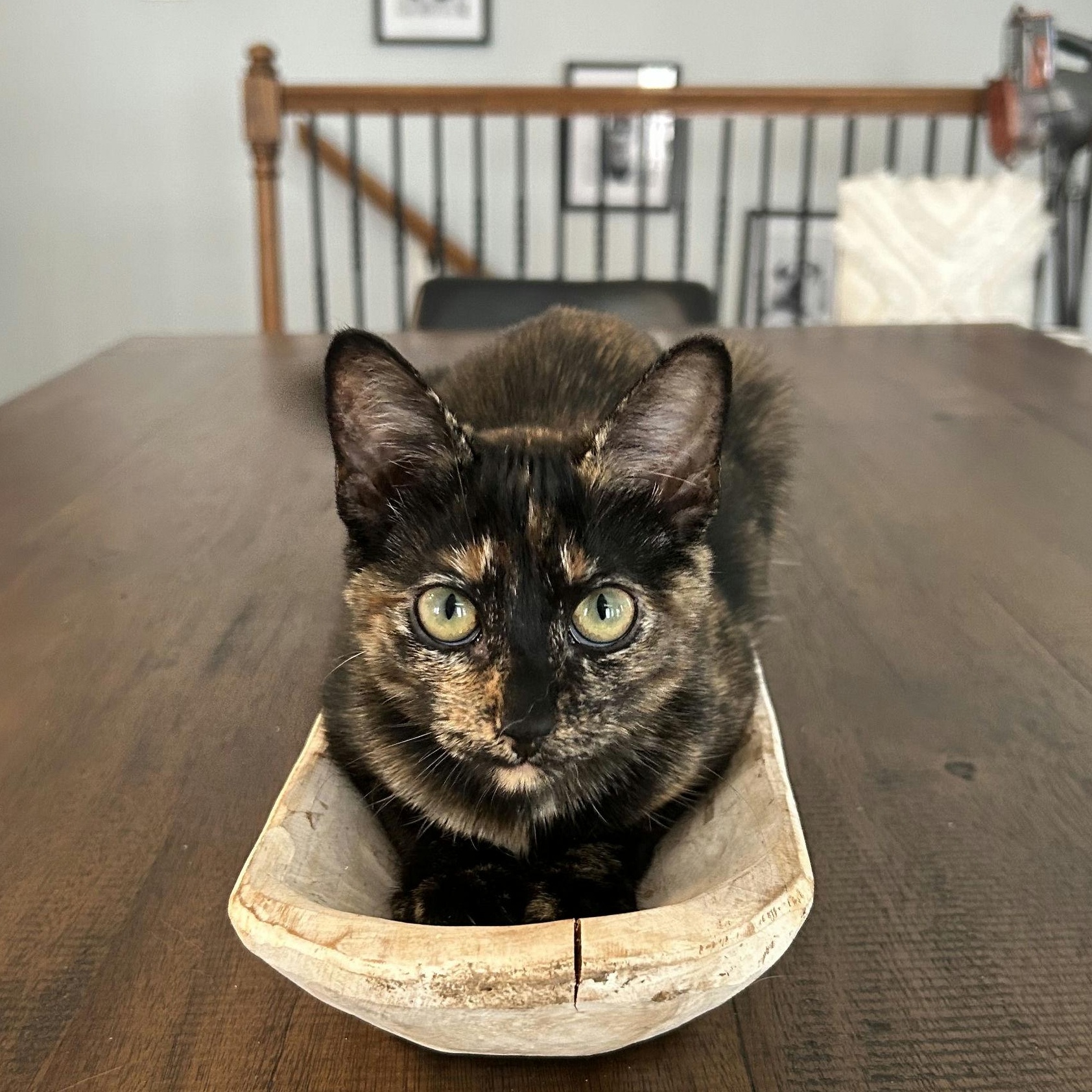 Zuri, Adoptable, Kitten Female Domestic Short Hair.