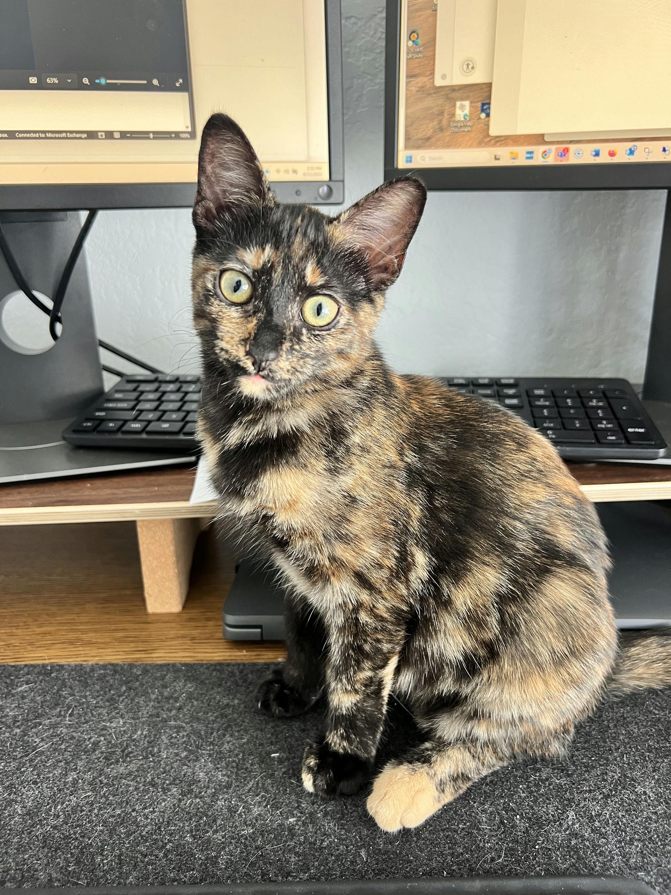 Zuri