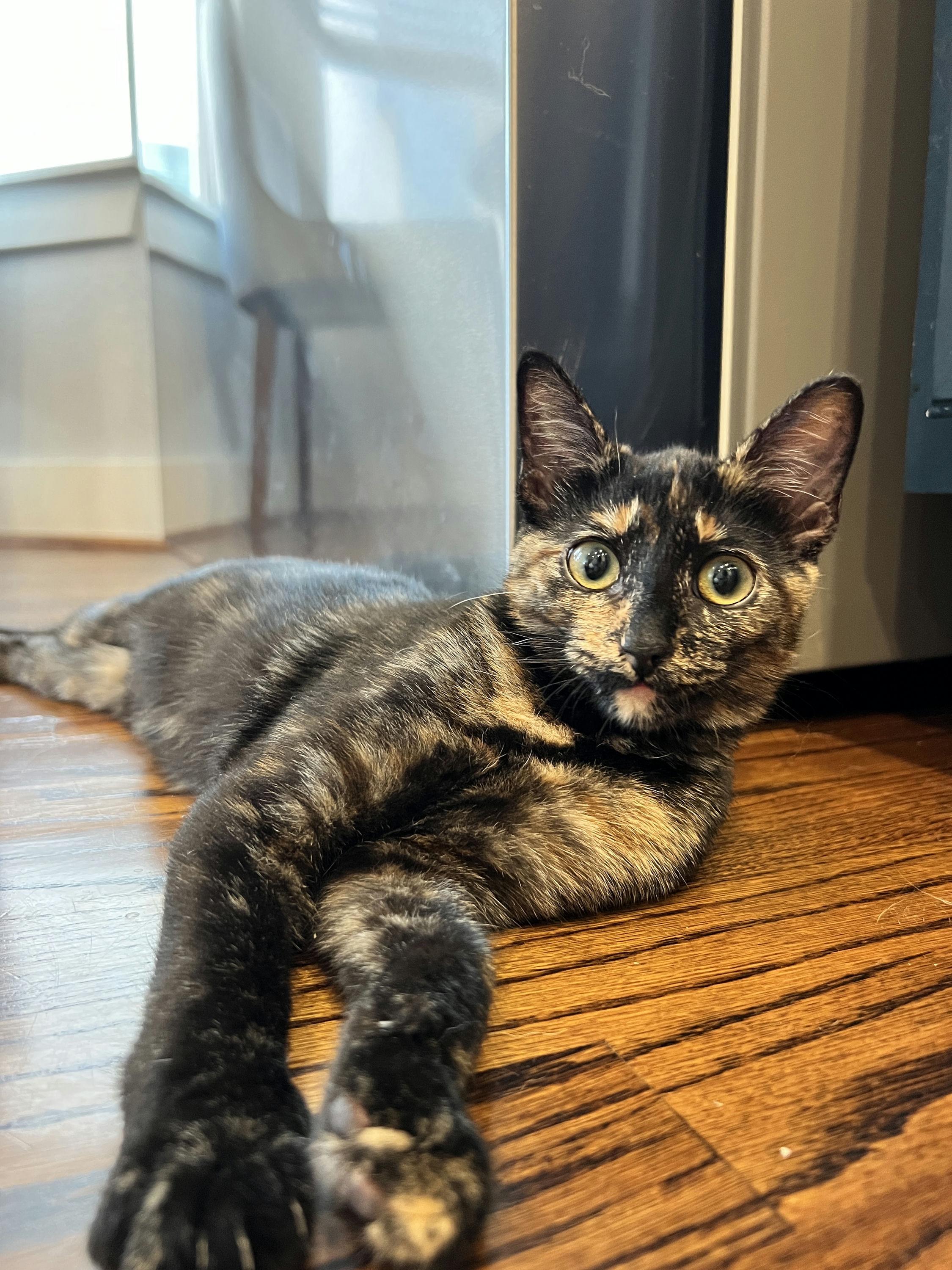 Zuri