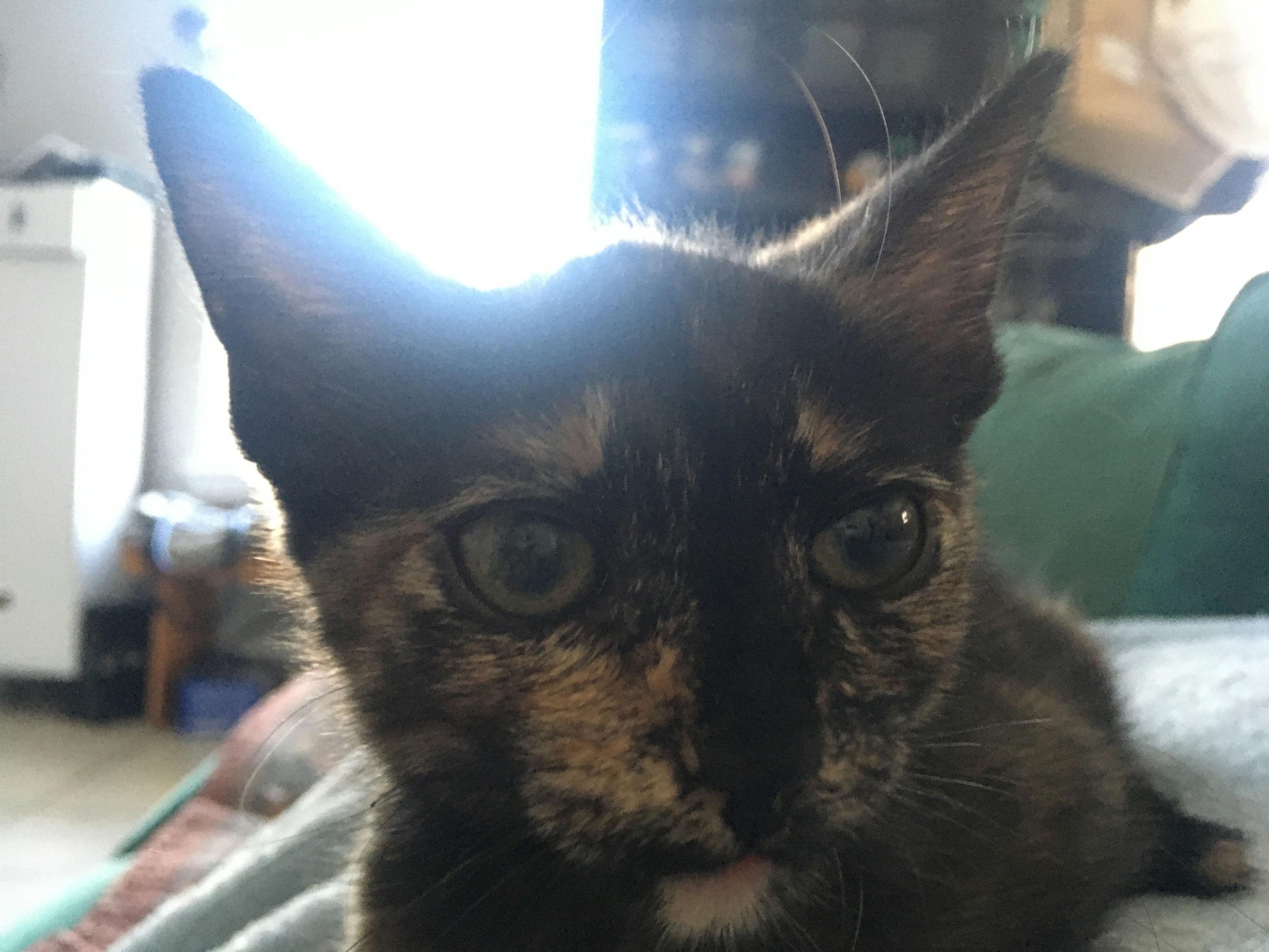 Zuri photo 2