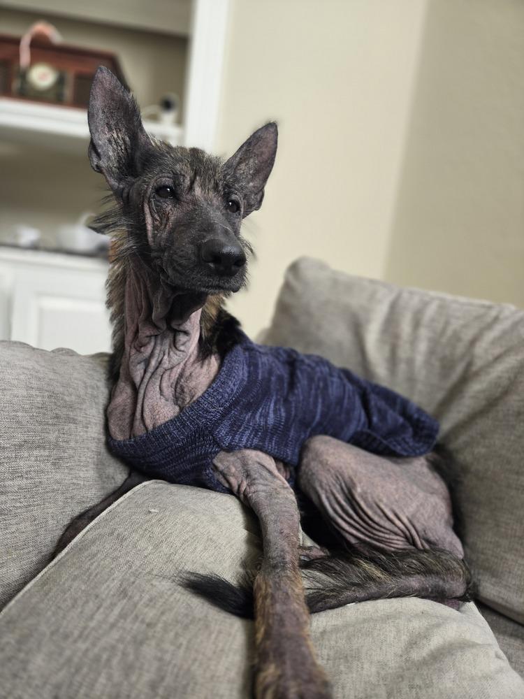 Reina, Adoptable, Adult Female German Shepherd Dog.