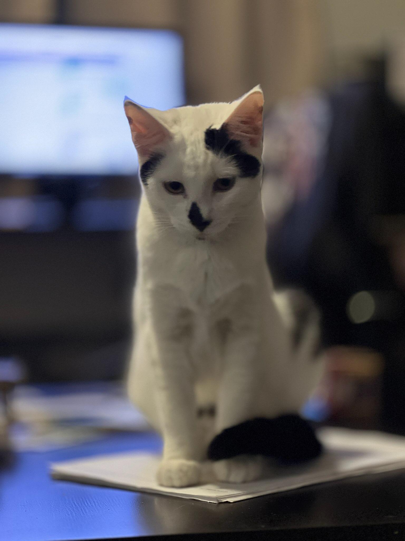 Enlarge Jack, an adopted Domestic Short Hair in San Juan Capistrano, CA image 2/2