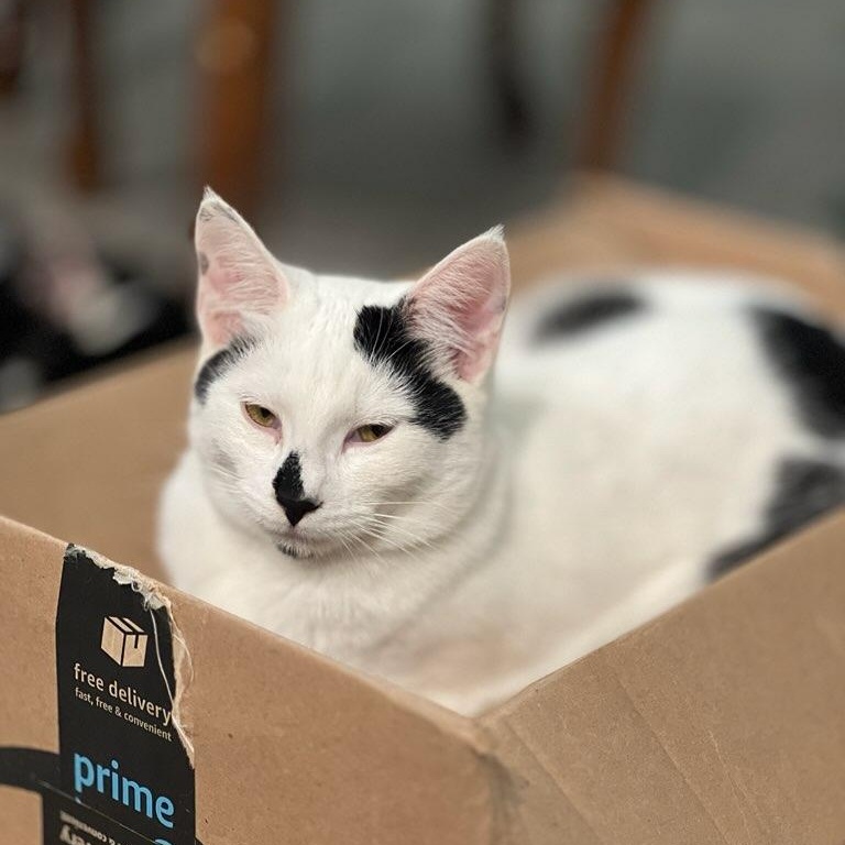 Enlarge Jack, an adopted Domestic Short Hair in San Juan Capistrano, CA image 1/2