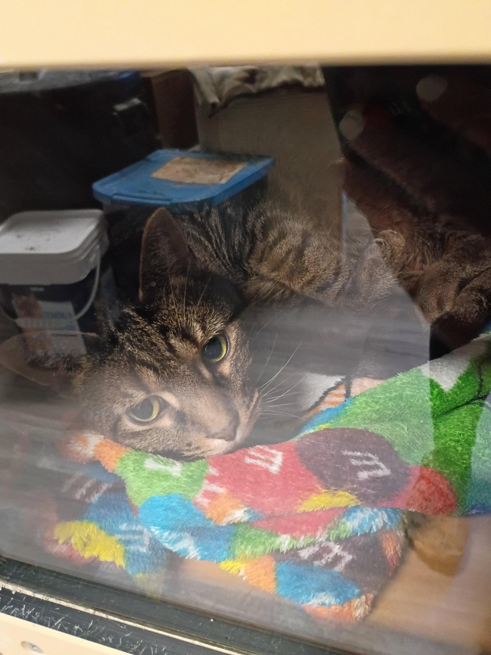 Percival, Adoptable, Adult Male Domestic Short Hair & Tabby.