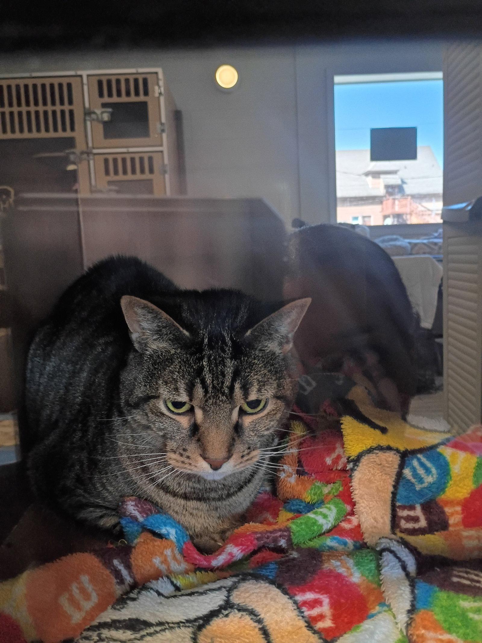 Enlarge Percival, a Adoptable mixed breed in Greenfield, IN image 2/2