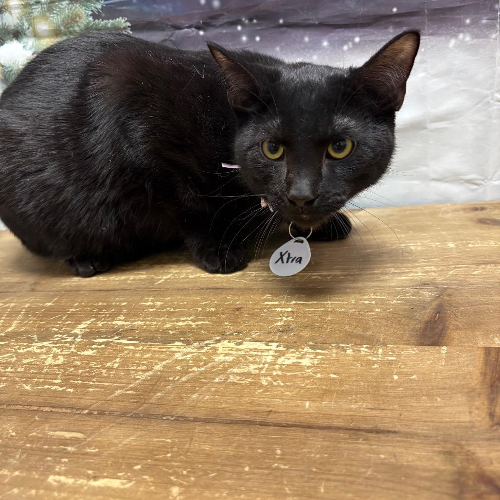 Xtra, Adoptable, Young Male Domestic Short Hair.