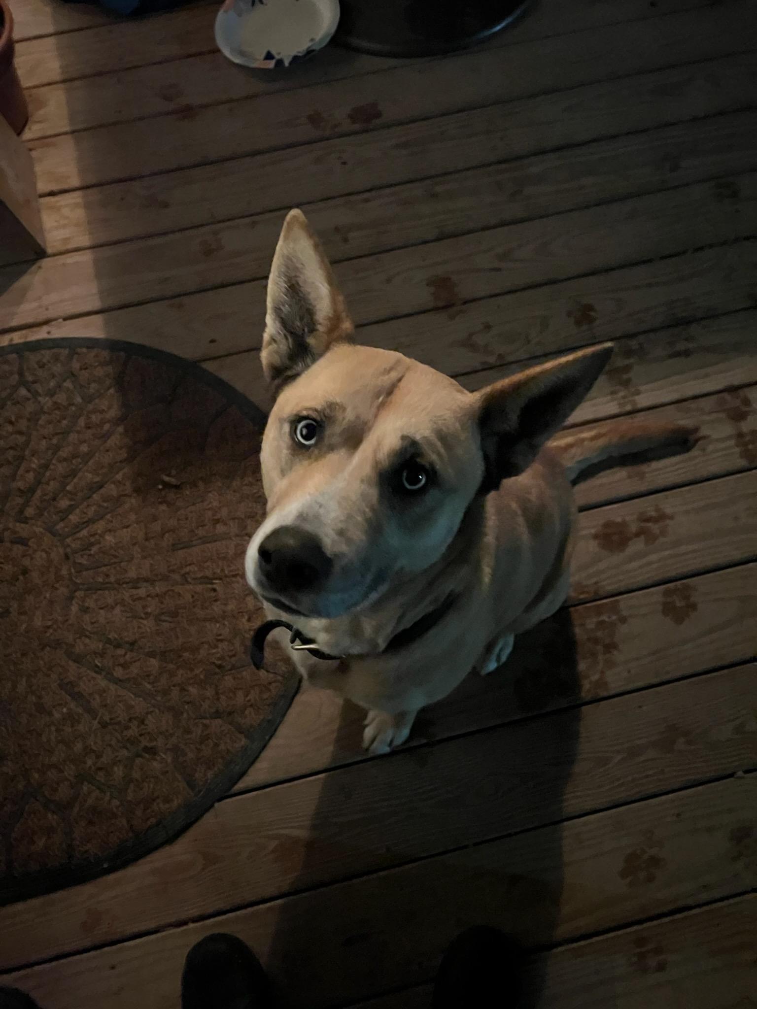 Enlarge Bonnie, a ADOPTABLE Shepherd in Mountain City, TN image 1/1