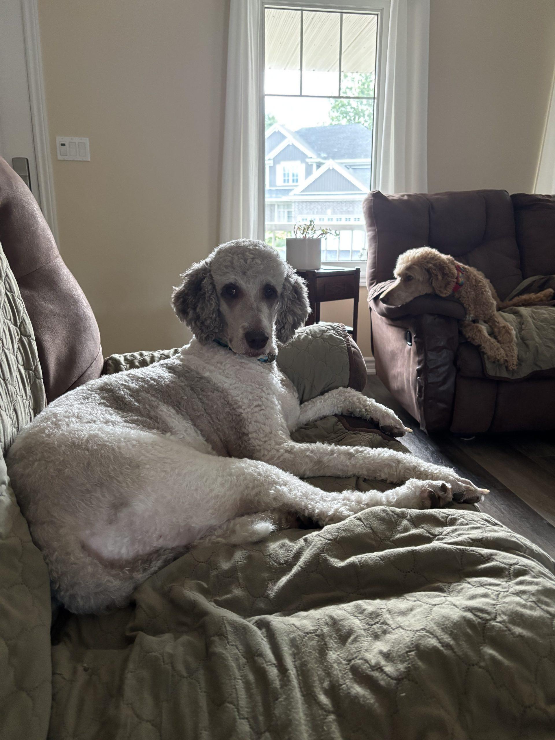 Enlarge Tisa, a ADOPTABLE Standard Poodle in Tillsonburg, ON image 3/3